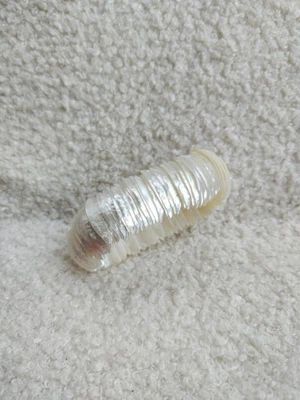 Pearlescent White Seashell Elasticated Cuff Bracelet, Boho Beach - Image 1 of 4