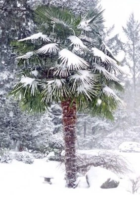 10 WINDMILL FAN PALM Tree Seeds Trachycarpus Fortunei MOST COLD HARDY Palm Plant - Image 1 of 4