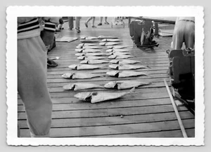 Fisherman's large Catch From Pier On Deck Display Vintage Photograph 3x5" - Picture 1 of 2