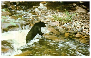 Smoky Mountains Black Bear Stream Rocks Posted 1975 Vintage Chrome Postcard - Picture 1 of 3