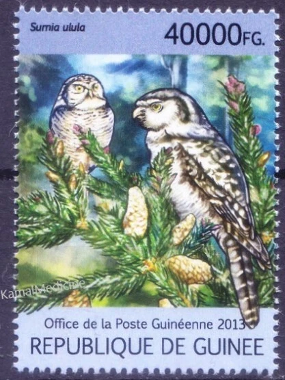 Guinea 2013 MNH, búho halcón del norte (Surnia ulula), aves rapaces Foto 1 de 1