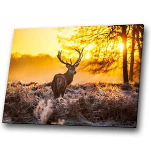 Animal Canvas Prints Framed Wall Art Photo Picture Winter Sunrise Brown Deer - Picture 1 of 4