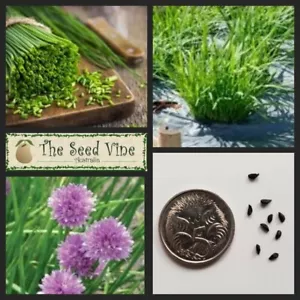 200+ CHIVES SEEDS ORGANIC (Allium schoenoprasum) Heirloom Herb NON GMO - Picture 1 of 3