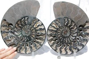 Großes schwarzes Ammonit Paar Kristalle 273 mm 110myo Dino Alter Fossil XXL 10,7" 1534bb - Bild 1 von 12