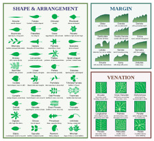 Leaf Morphology Structure Plants Diagram Chart Photo Poster Print 36 x 36" XL