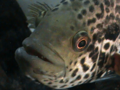 3-4 in Male .Aztec Jaguar Cichlid.Exotic Tropical  Freshwater  Fish - Image 1 of 4