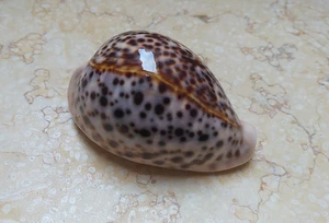 F cypraea pantherina F++++ natur glänzend rot Muschel sehr schöne FARBE 85mm - Bild 1 von 13