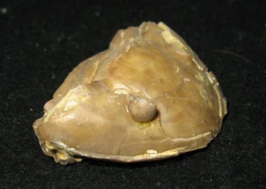 Ordovician Homotelus bromidensis trilobite fossil Bromide Formation Oklahoma #3 - Picture 1 of 8