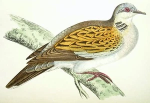 c1867 Antique Bird Print TURTLE DOVE A History of British Birds by F.O. Morris - Picture 1 of 2