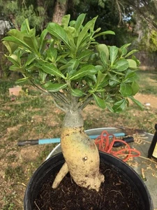 Adenium Obesum 'Desert Rose' - Picture 1 of 6