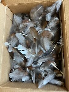 Box of Natural Chicken Feathers, Ethically Sourced, Free-Range Flock, Clean