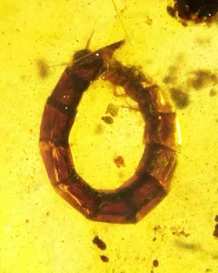Cretaceous Fossil Burmese amber burmite unknown insect amber Fossil Myanmar - Picture 1 of 5