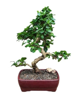 Árbol bonsái de té Fukien planta viva con flores extra grande estilo tronco curvo 15" H Foto 1 de 4