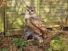 EAGLE OWL, LIFE SIZE &LARGEST, Ultra Realistic For Home & Garden. Vivid Arts.