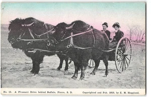 Antigua postal "Pleasant Drive" Buffalo, Pierre, Dakota del Sur Hegglund 1915 - Imagen 1 de 2