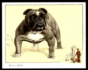 Gallaher Dogs (Large) 1934 - Bulldog No. 9 - Picture 1 of 2