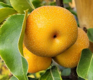 Nashi-Birne 'Shinseiki' Stämmchen (Asiatische Apfelbirne) 180-200 cm winterhart - Bild 1 von 2