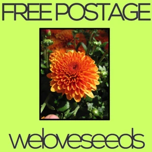 LOCAL AUSSIE STOCK - Orange Chrysanthemum, Flower Seeds ~10x FREE SHIPPING - Picture 1 of 3