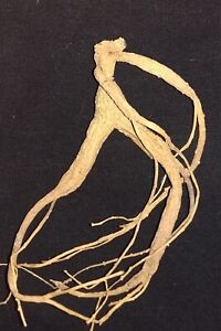 Wild Appalachian Ginseng “Man-Root”