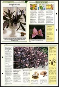 Purple Heart #29 Climbing & Hanging Success With House Plants 1990 Fold-Out Card - Picture 1 of 1