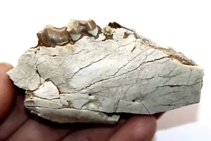 Merycoidodon Jaw Section, From Nebraska, Oligocene age fossils Ref:WS6.CRJ1 - Picture 1 of 6