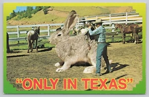 Exaggeration Postcard - Cowboy Putting Saddle on Huge Rabbit - Only In Texas - Picture 1 of 2
