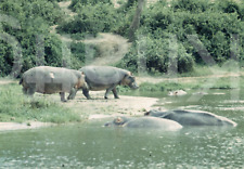 altes Foto Afrika Belgisch Kongo, Flusspferde, 1956, 1950er, 11x15cm