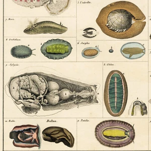 Rare 1842 LORENZ OKEN Natural History Hand-Colored Folio, Pl. IX, SNAILS - Picture 1 of 7