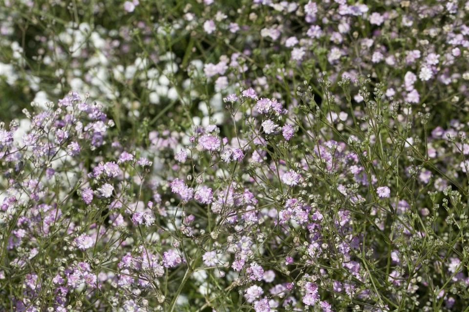 Gypsophila paniculata 'Flamingo', Schleierkraut, rosa, ca. 11x11 cm Topf - Bild 1 von 1