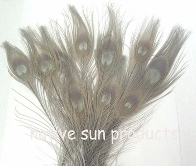 10 Peacock Eye Feathers 10-15" Length  Bleached & dyed 21 colors Available - Image 1 of 4