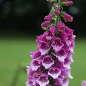 2 GR DI DIGITALIS PURPUREA ''Viola Dalmata" CA. 10000 SEMI - Foto 1 di 1
