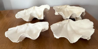 LOT OF 4 LARGE NATURAL CLAM SHELLS ~ TRIDACNA GIGAS ~  7 x 5 and 6 x 4" - Image 1 of 4