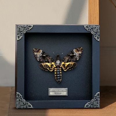 Framed Skull Moth Real Death’s Head Taxidermy Collection Oddities Gothic Decor - Image 1 of 4