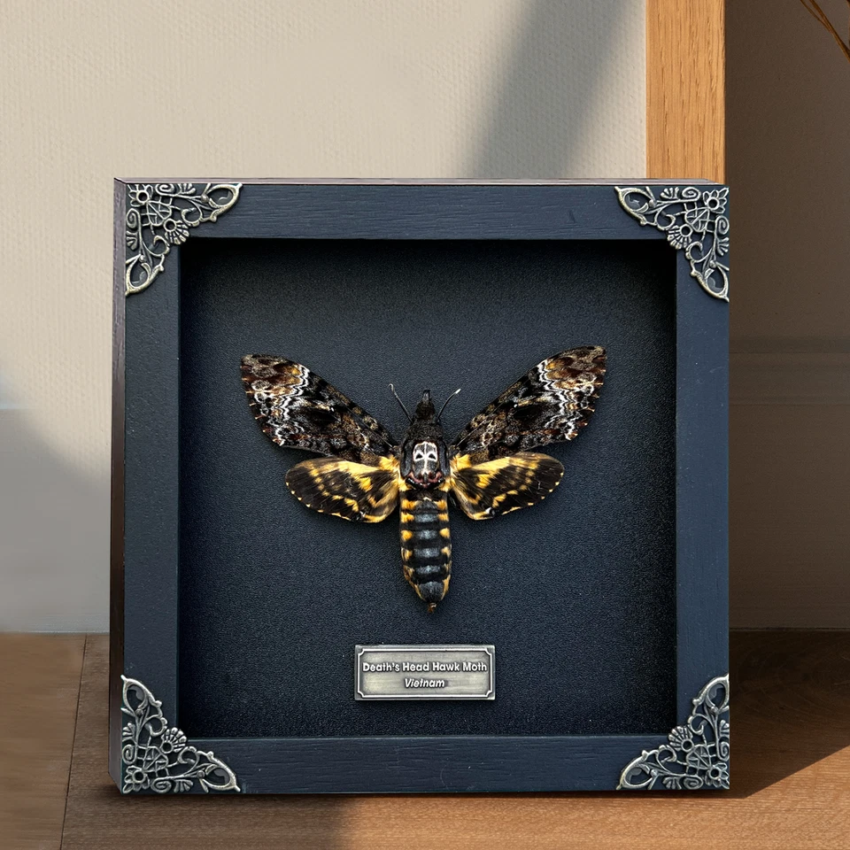 Framed Skull Moth Real Death’s Head Taxidermy Collection Oddities Gothic Decor - Image 1 of 4