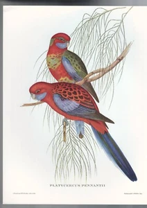 JOHN GOULD TROPICAL BIRDS , PRINT by ARIEL PRESS , 1955 ,PLATYCERCUS PENNANTII - Zdjęcie 1 z 1