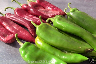 HORTUS 20 Selected Pure Hot Chili Seeds NUMEX BIG JIM The Biggest World