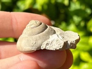England Fossil Gastropod Straparollus rotundatus Mississippian Age Shell - Picture 1 of 8