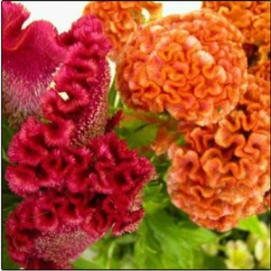 Celosia Enorme Cerebros - 10+ Semillas - Granos - Semillas - Am 079 - Imagen 1 de 1