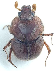 Coleoptera Geotrupidae, Bolboceratinae Athyreini sp. Kolumbien - Bild 1 von 3