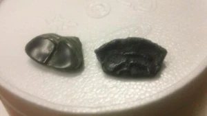 Fossil Parrotfish Mouthplates - Miocene Era - Pimlico Sound NC - Picture 1 of 2