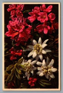 Thor E Gyger flowers postcard Rusty-leaved Alpine Rose #1718 Rhododendron ferru. - Picture 1 of 2