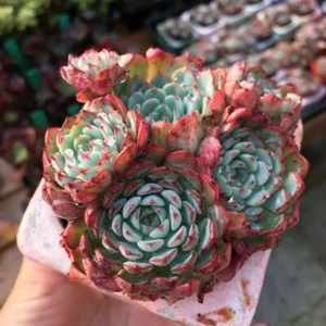 El encino   7cm pot Echeveria succulent  - Picture 1 of 12