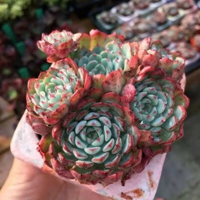 El encino   7cm pot Echeveria succulent  - Image 1 of 4