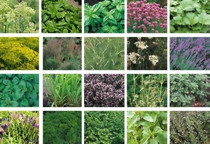 Vegetable Seeds for Planting UK Lettuce Cabbage Carrot Pea Tomato 100+ Options - Picture 1 of 176
