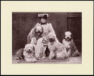 ALTER ENGLISCHER SCHÄFERHUND EDWARDIANISCHE DAME UND HUNDE SCHÖNER KLEINER DRUCK FERTIG MONTIERT - Bild 1 von 1