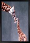 Mothers Love Giraffe Kiss Photo Black Wood Framed Art Poster 14X20