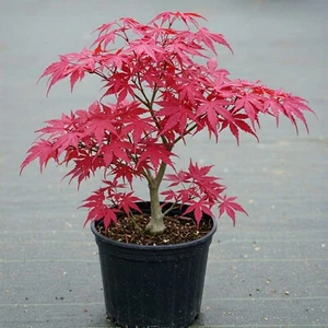 Japanese Red Maple Tree Live Plant Acer Palmatum Atropurpureum 1 Q - 2.5 Gal Pot - Picture 1 of 6
