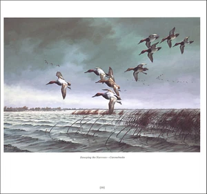 Pato con espalda de lona 1978 estampado vintage pájaro aves acuáticas patos mosca pantano David Maass - Imagen 1 de 3
