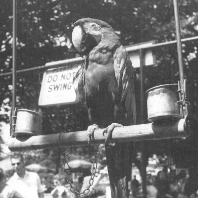 POSTALES LORO ZOOLÓGICO LONDRES TODAS LAS OCASIONES AÑOS 60 FOTOGRAFÍA PHILIP TOWNSEND Foto 1 de 4