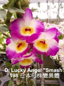 Dendrobium Lucky angel " smash" 4 in new listing january - feb - Picture 1 of 1